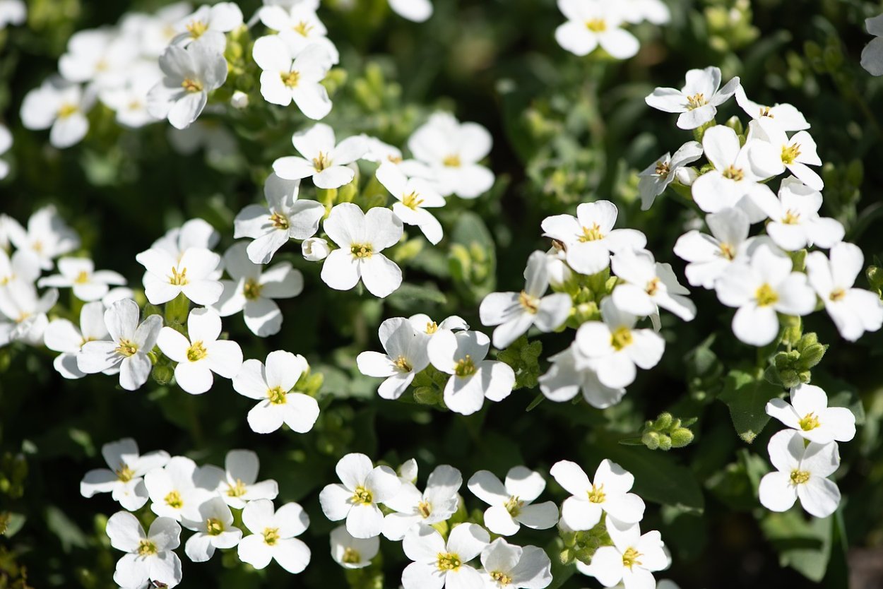 Мелкие белые цветы