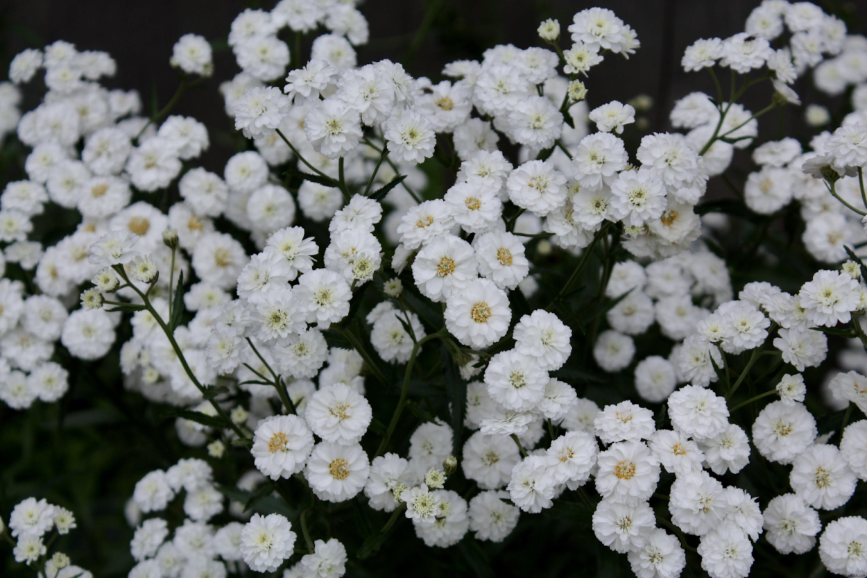 Гипсофила Gypsophila repens