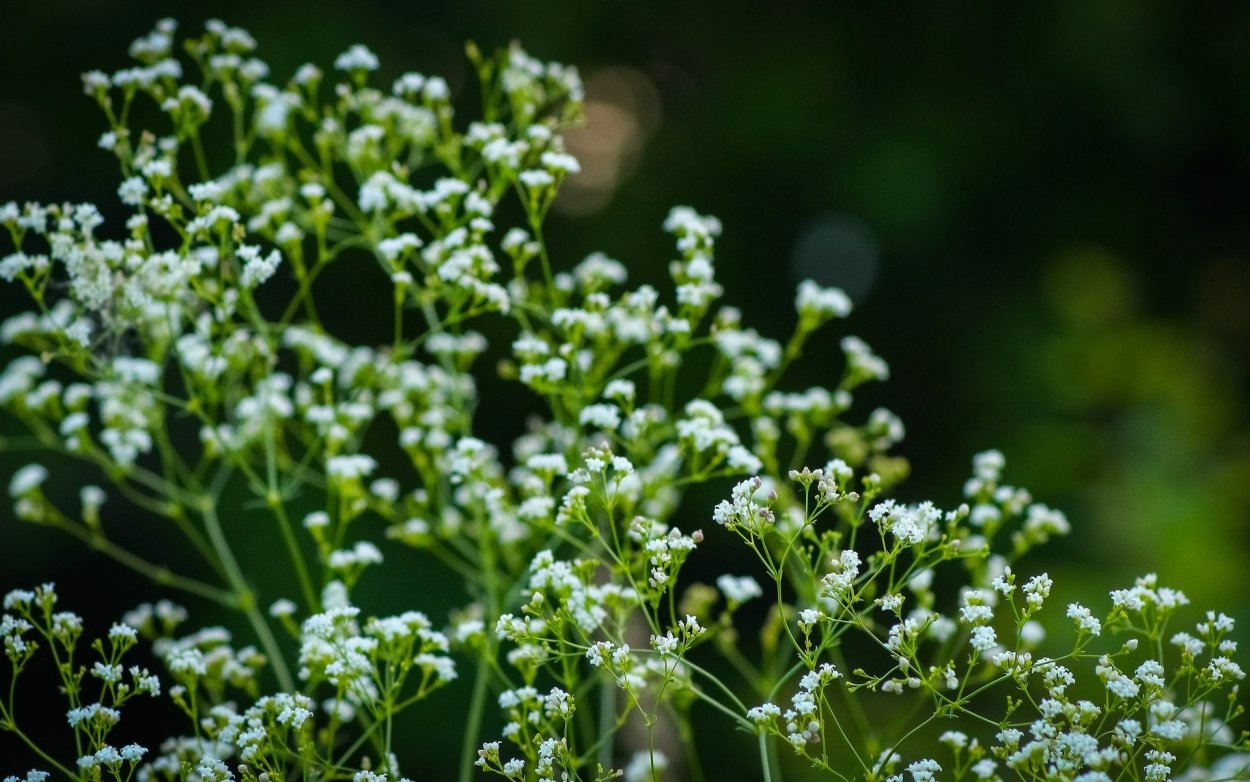 Гипсофила арециевидная