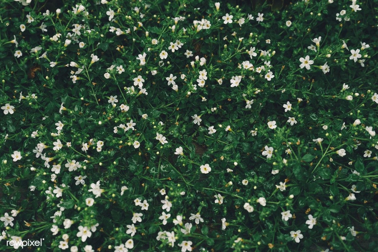 Тимьян ранний albiflorus