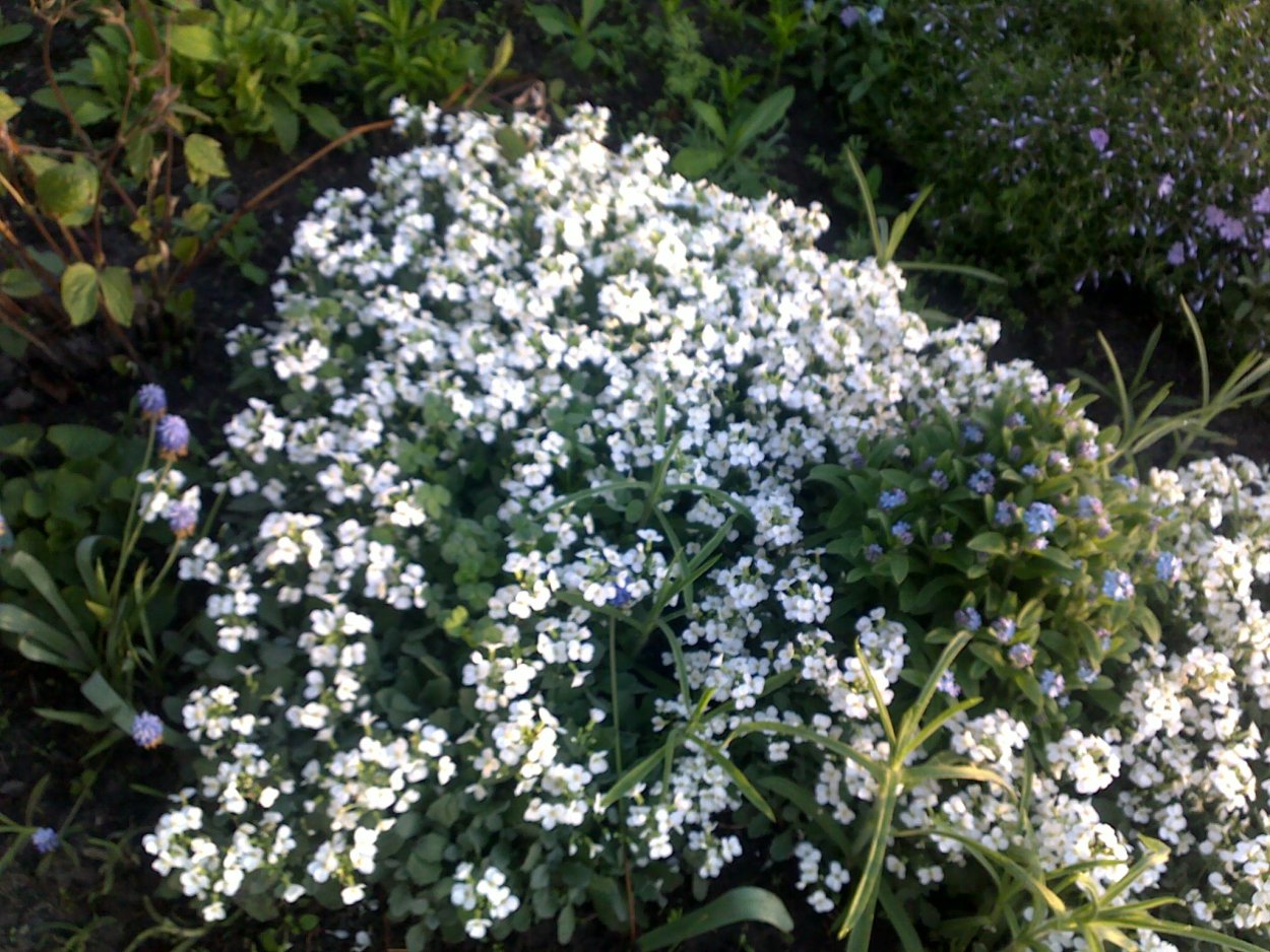 Мелкие белые душистые цветочки