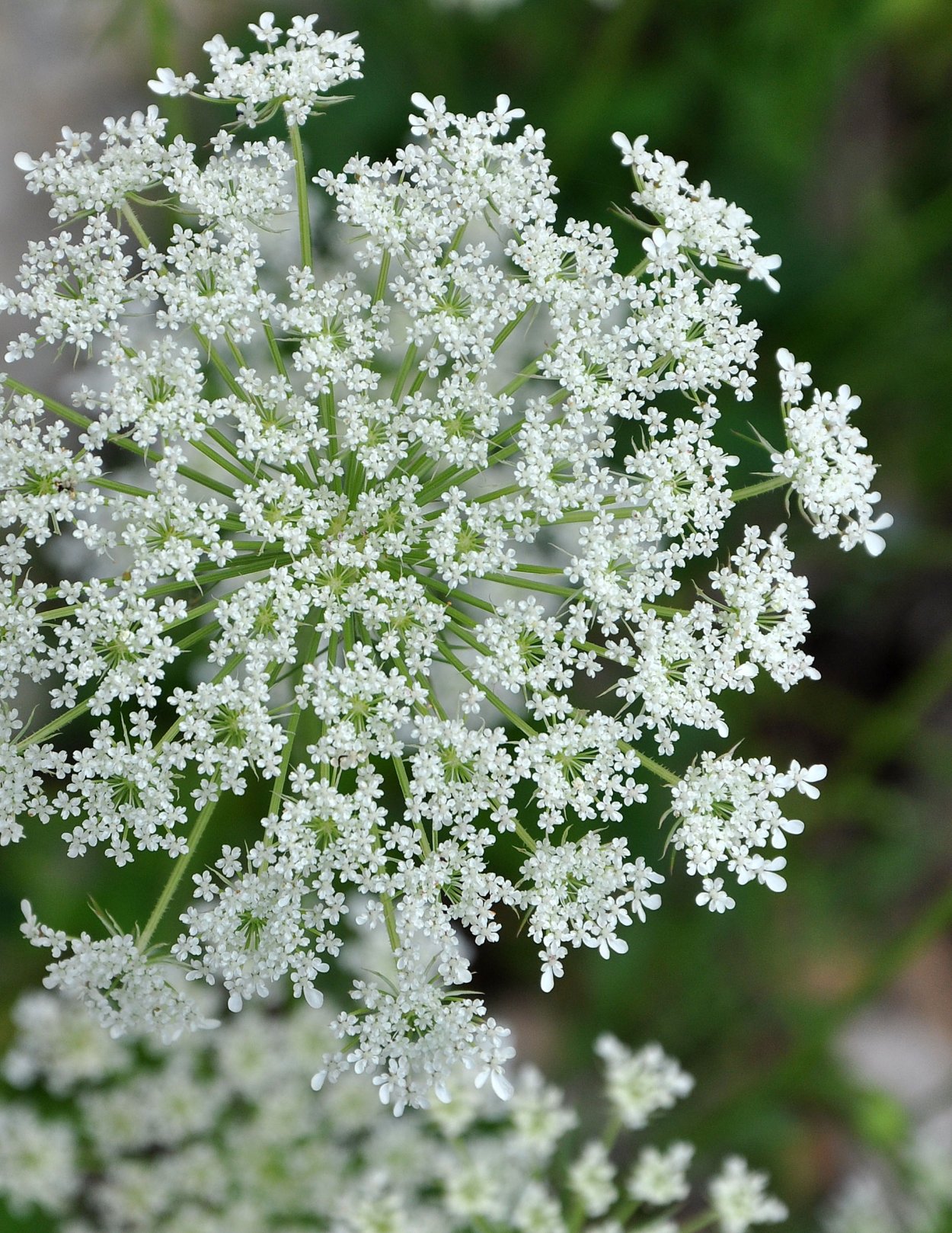 Торица Полевая
