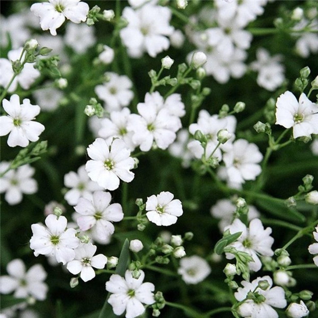 Гипсофила ползучая Альба