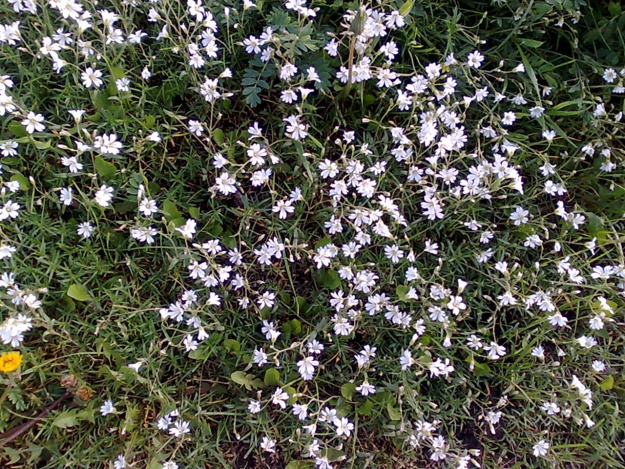 Трава короватикэ