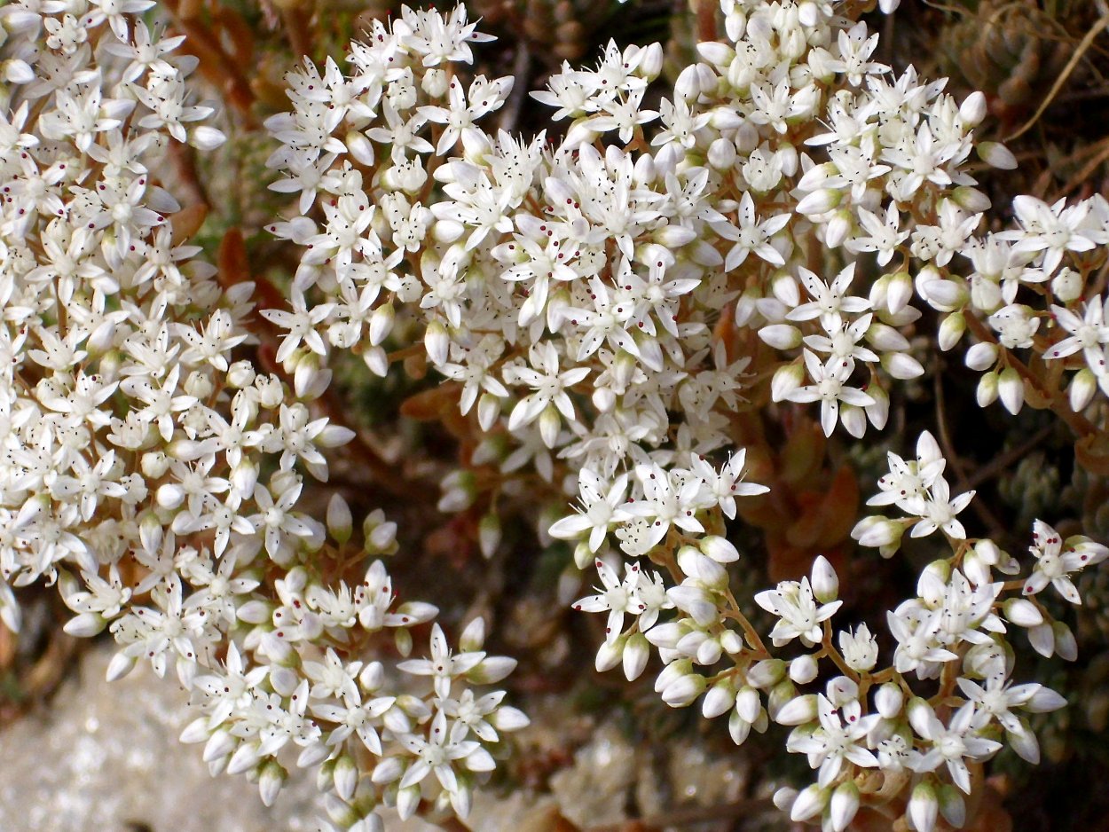 Растение с мелкими белыми цветочками