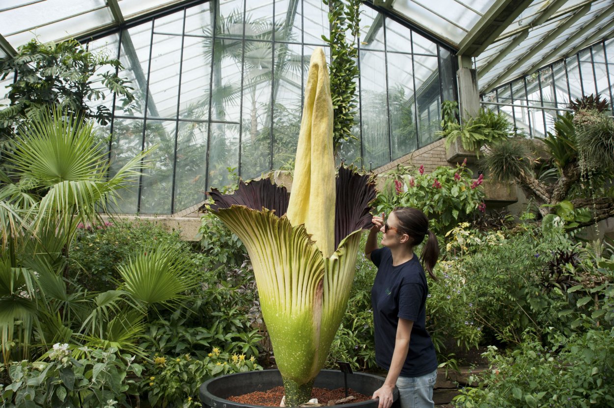 Секвойи (Sequoia sempervirens)