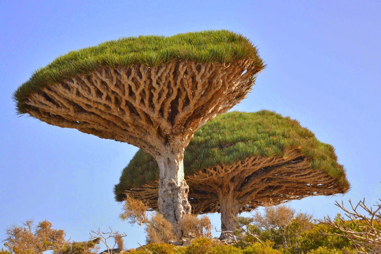 Драцена киноварно