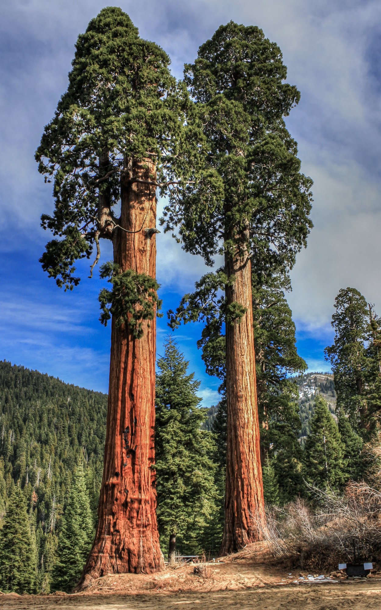 Секвойя вечнозелёная Sequoia sempervirens