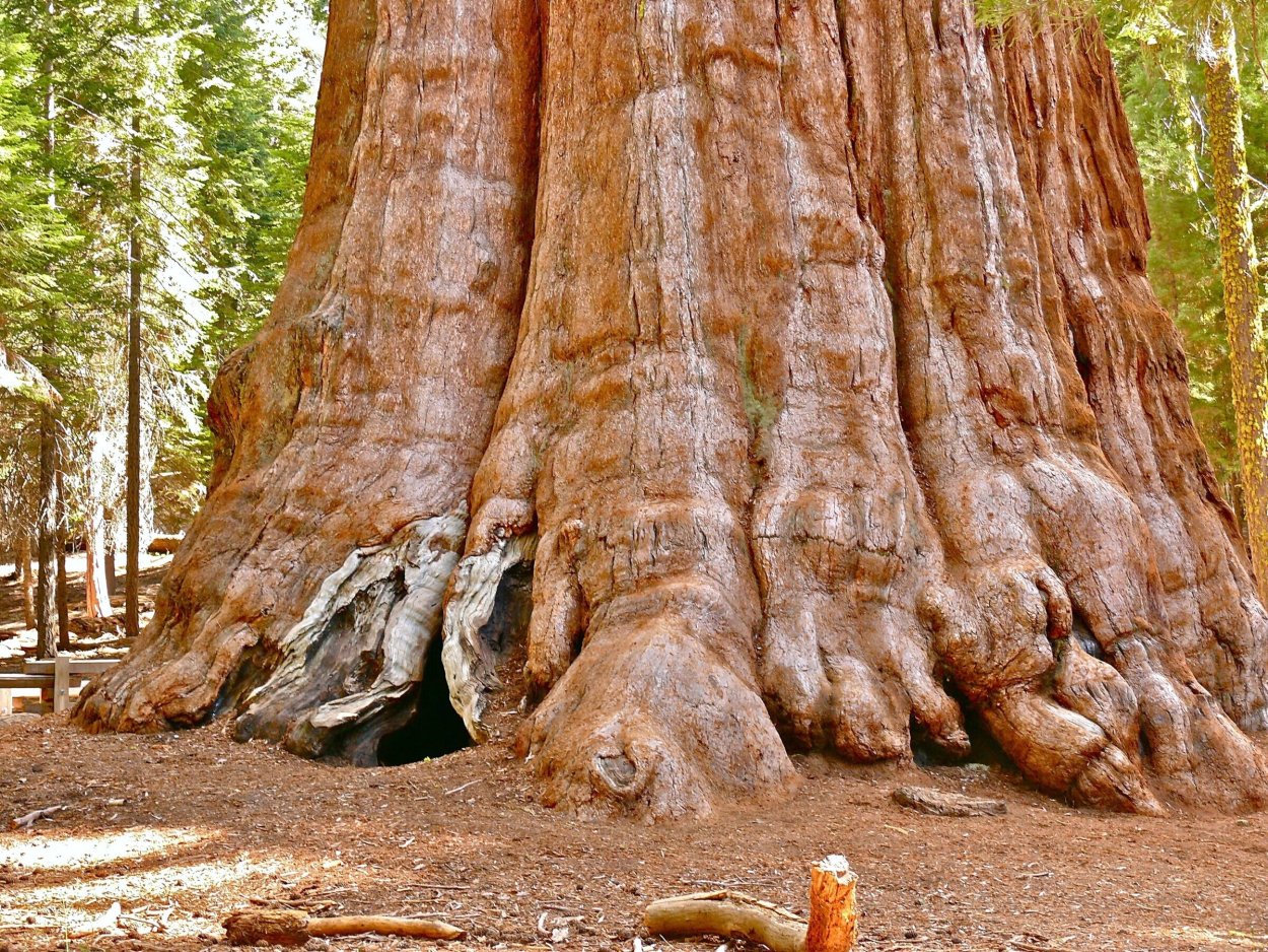 Секвойя Мафусаил