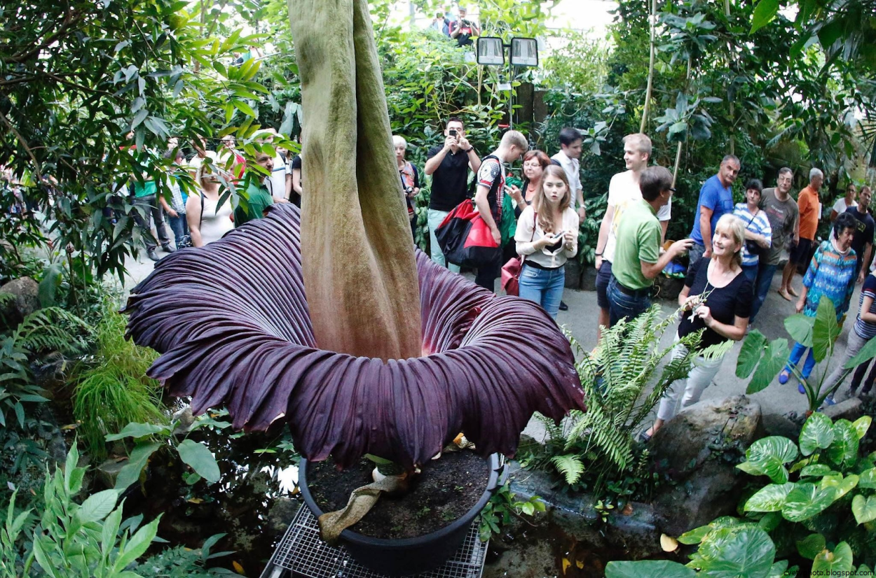 Луковичная Пальма Аморфофаллус