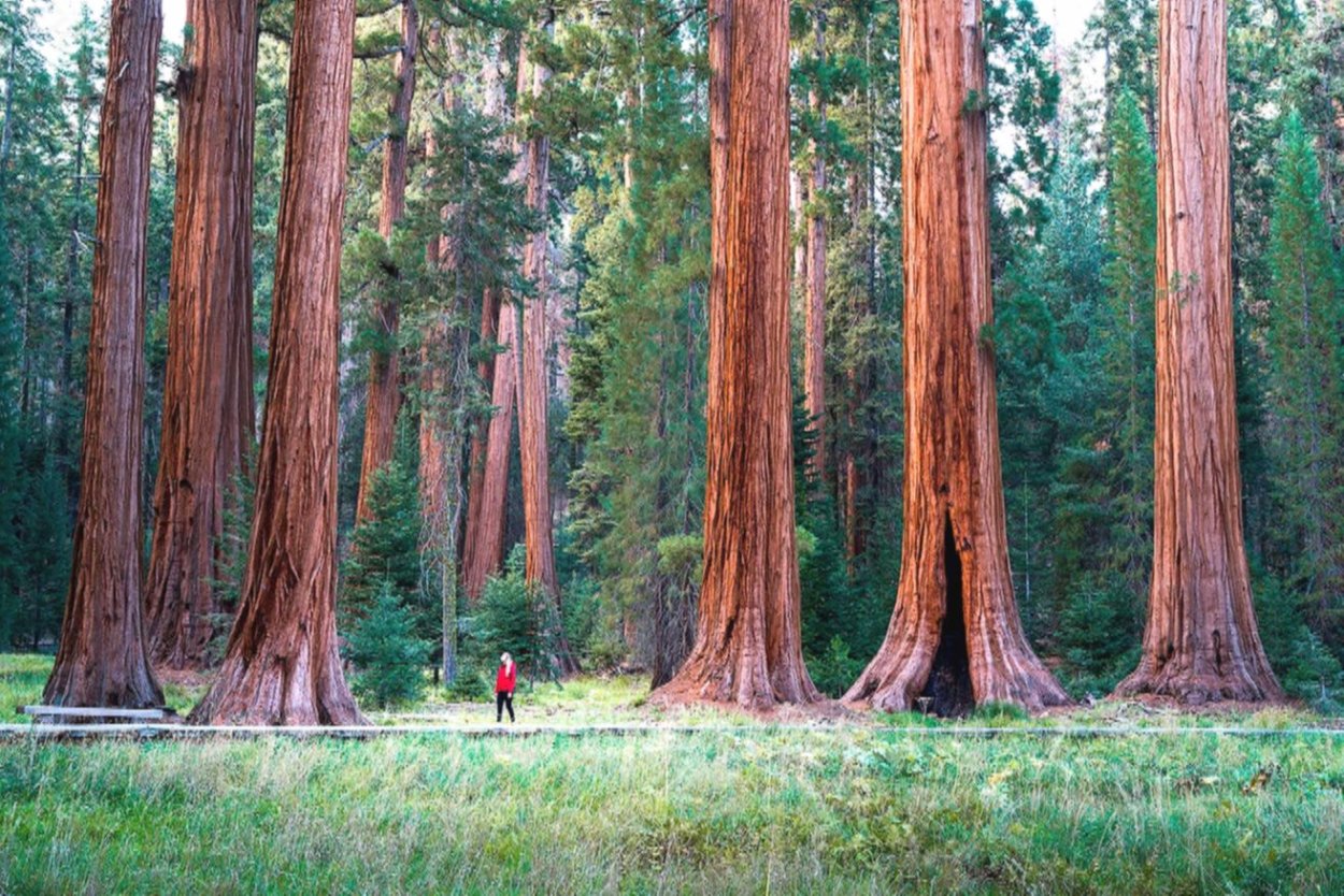 Секвойя вечнозелёная