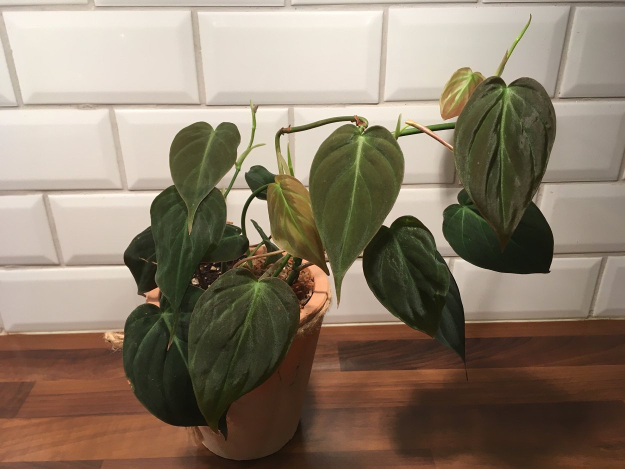 Philodendron Micans