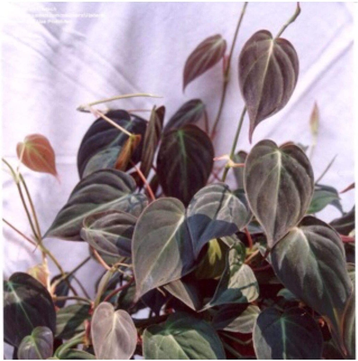 Комнатное растение с темными листьями. Филодендрон миканс бархатный. Филодендрон Сканденс миканс. Филодендрон бархатный вельвет. Филодендрон ампельный.