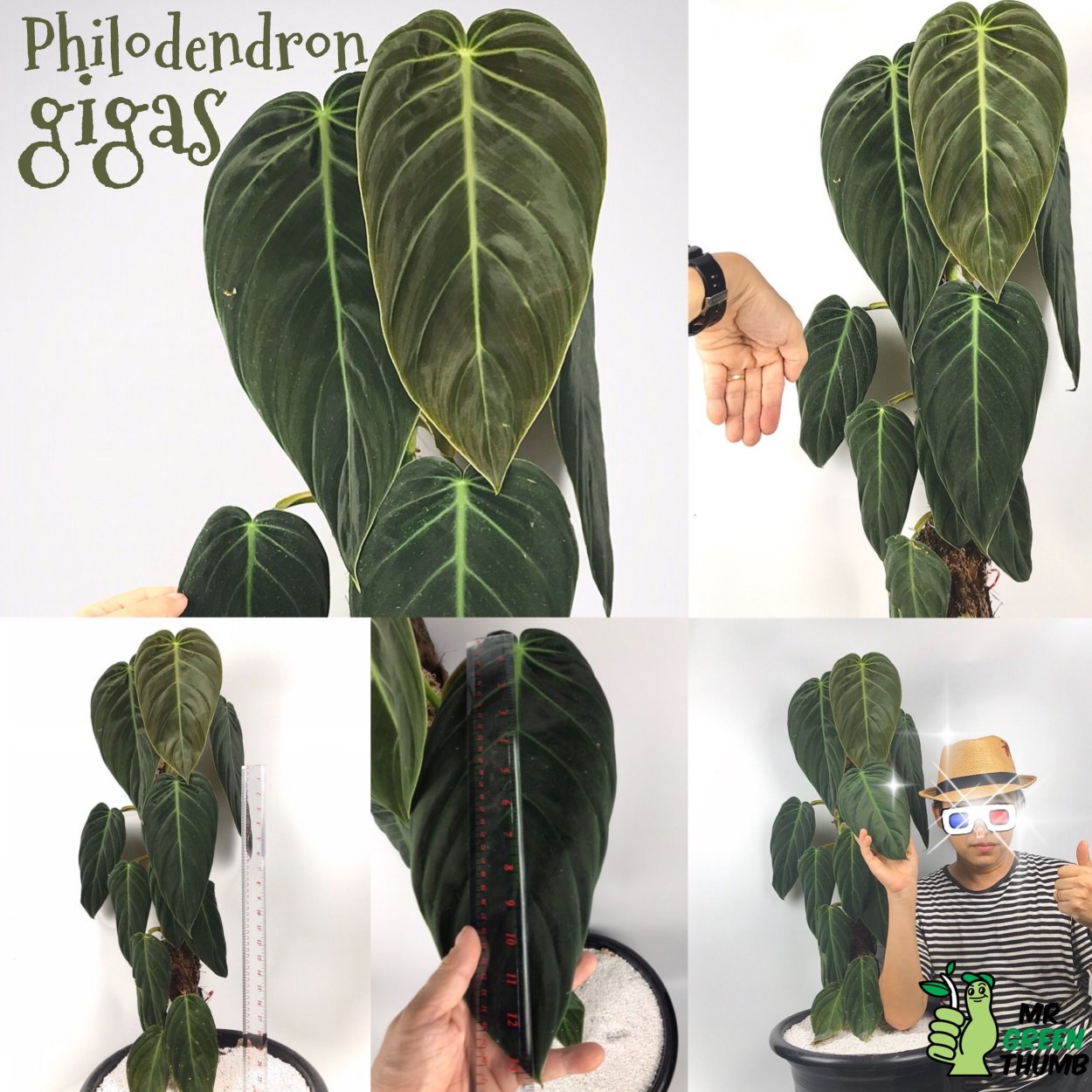 Philodendron Nangaritense/Филодендрон нангаритенсе