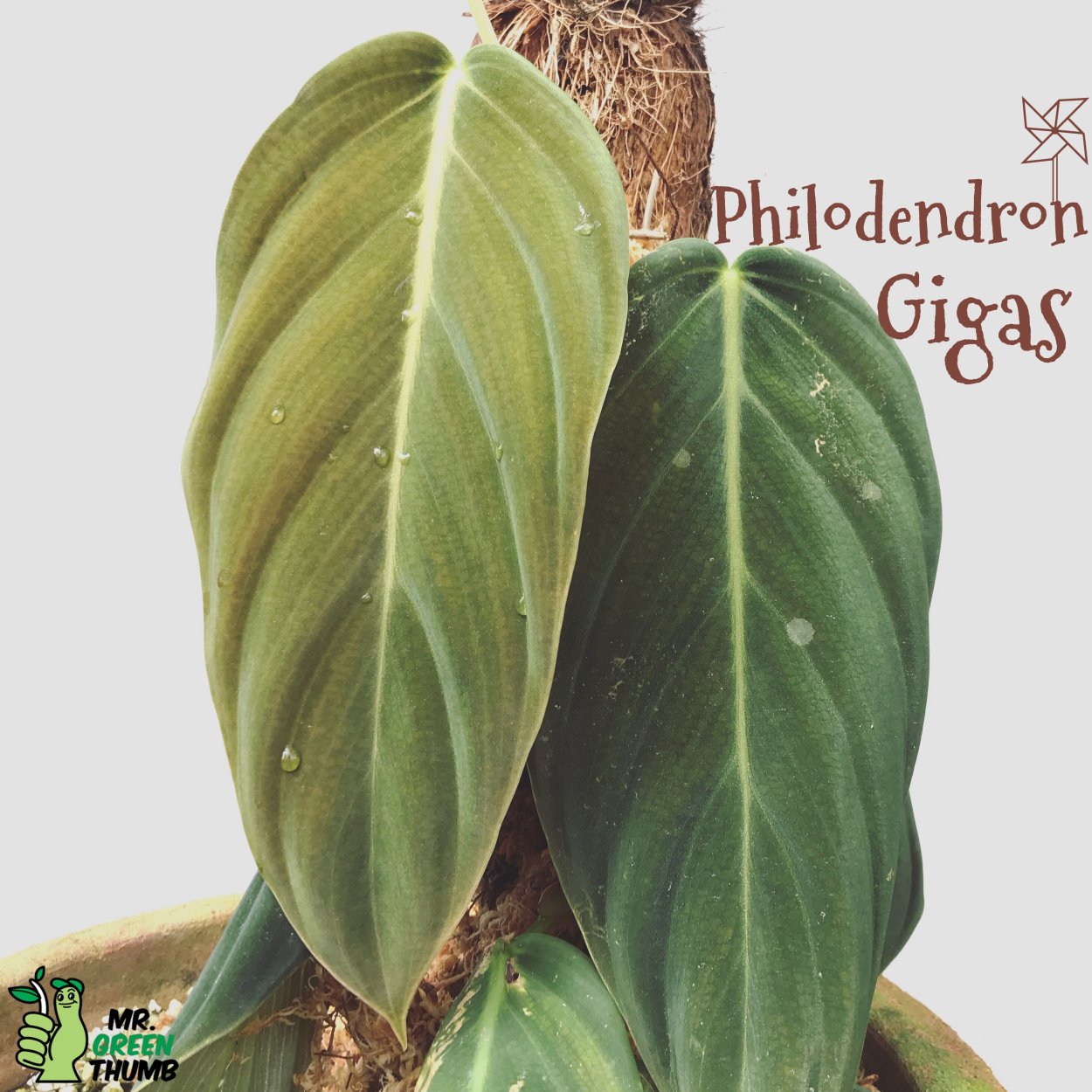 Филодендрон Гигас