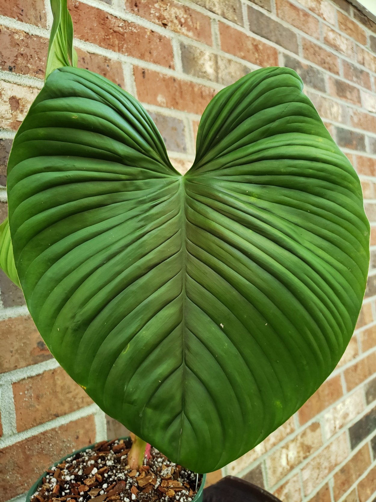 Филодендрон alatiundulatum