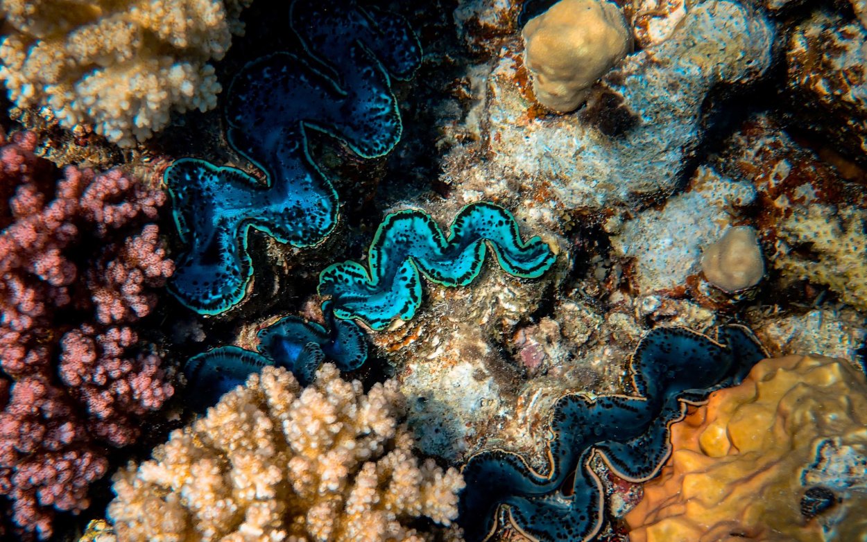 Красивые водоросли