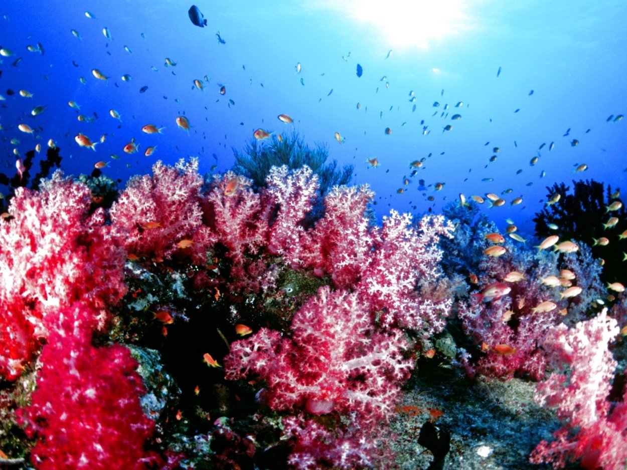 Коралловые рифы Уванэ