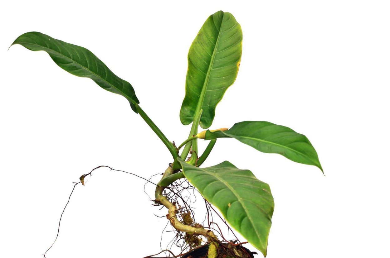 Филодендрон Ecuagenera