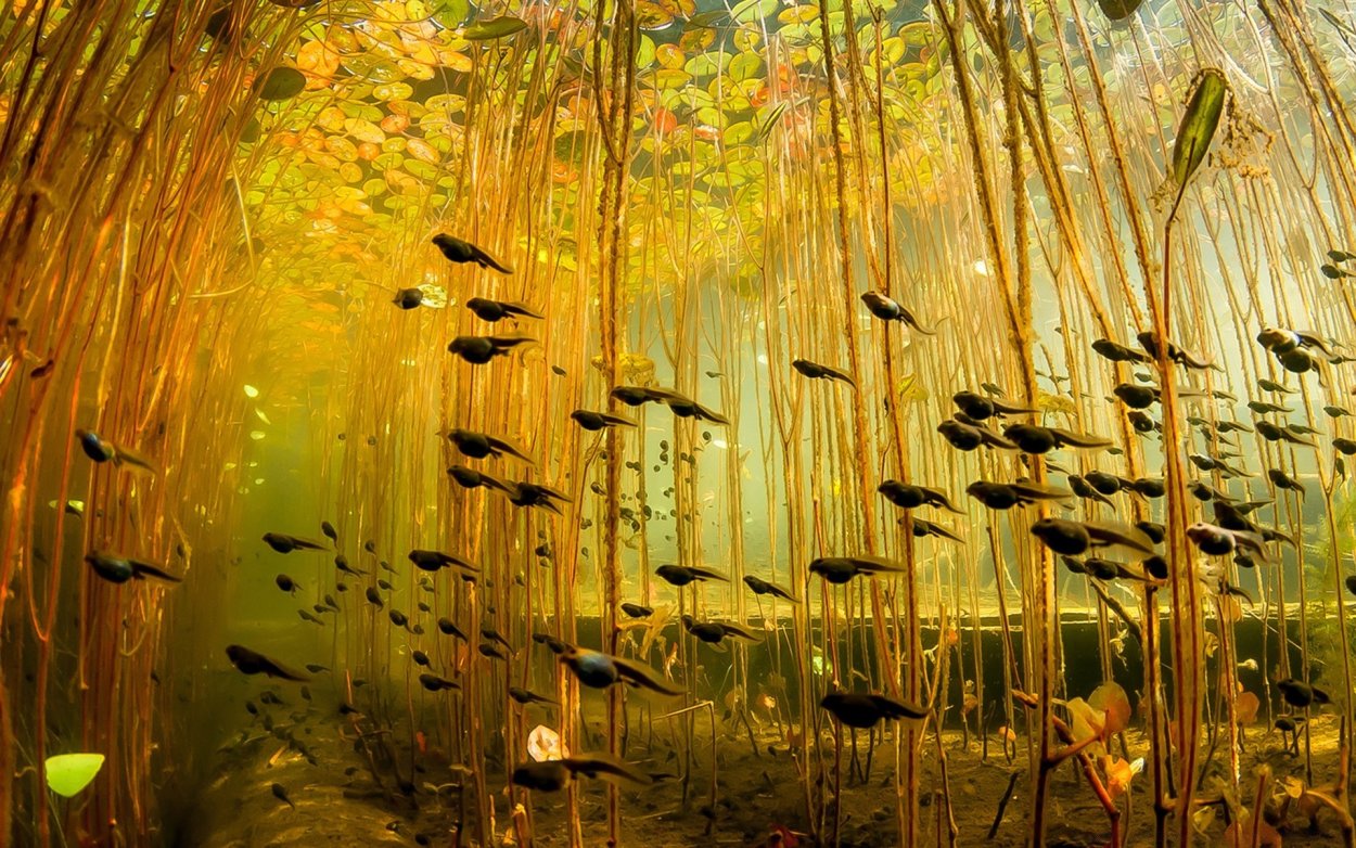 Лес под водой