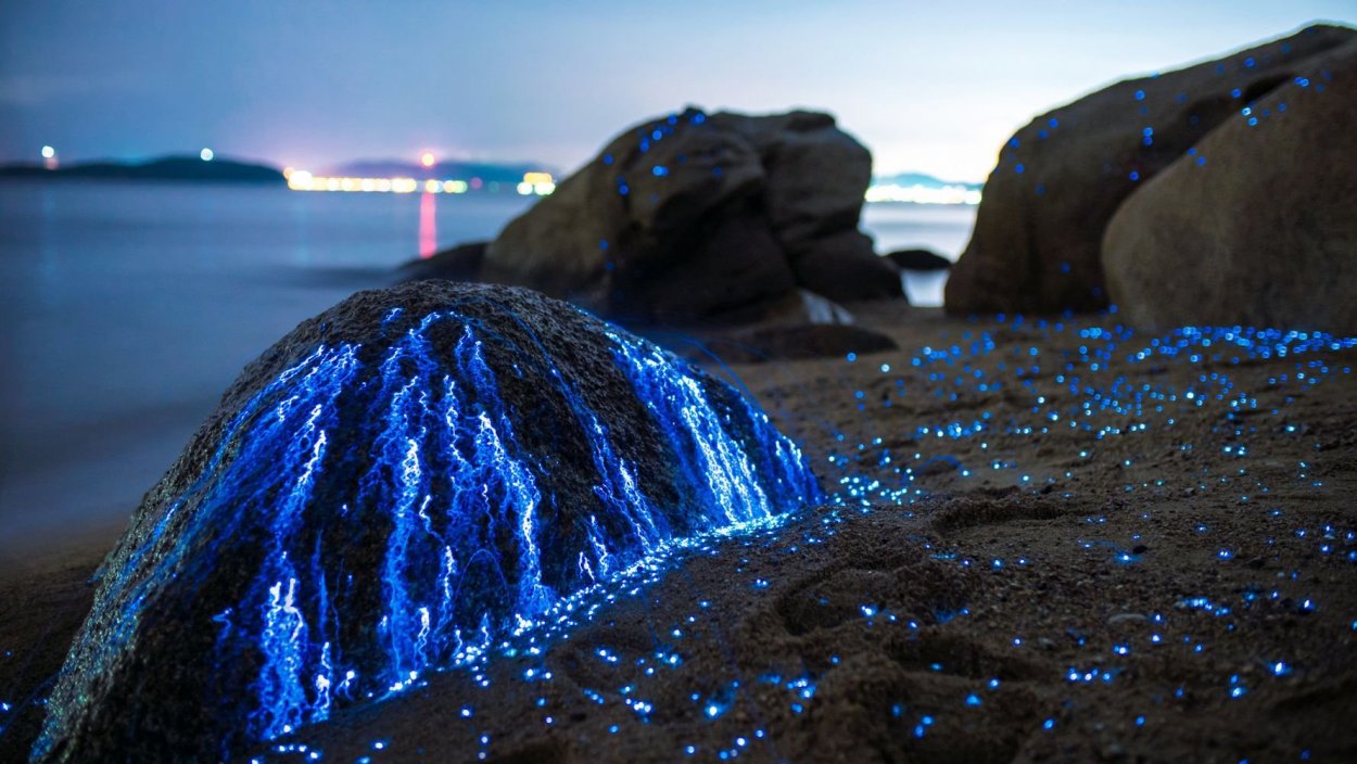 Водоросль ночесветка черное море