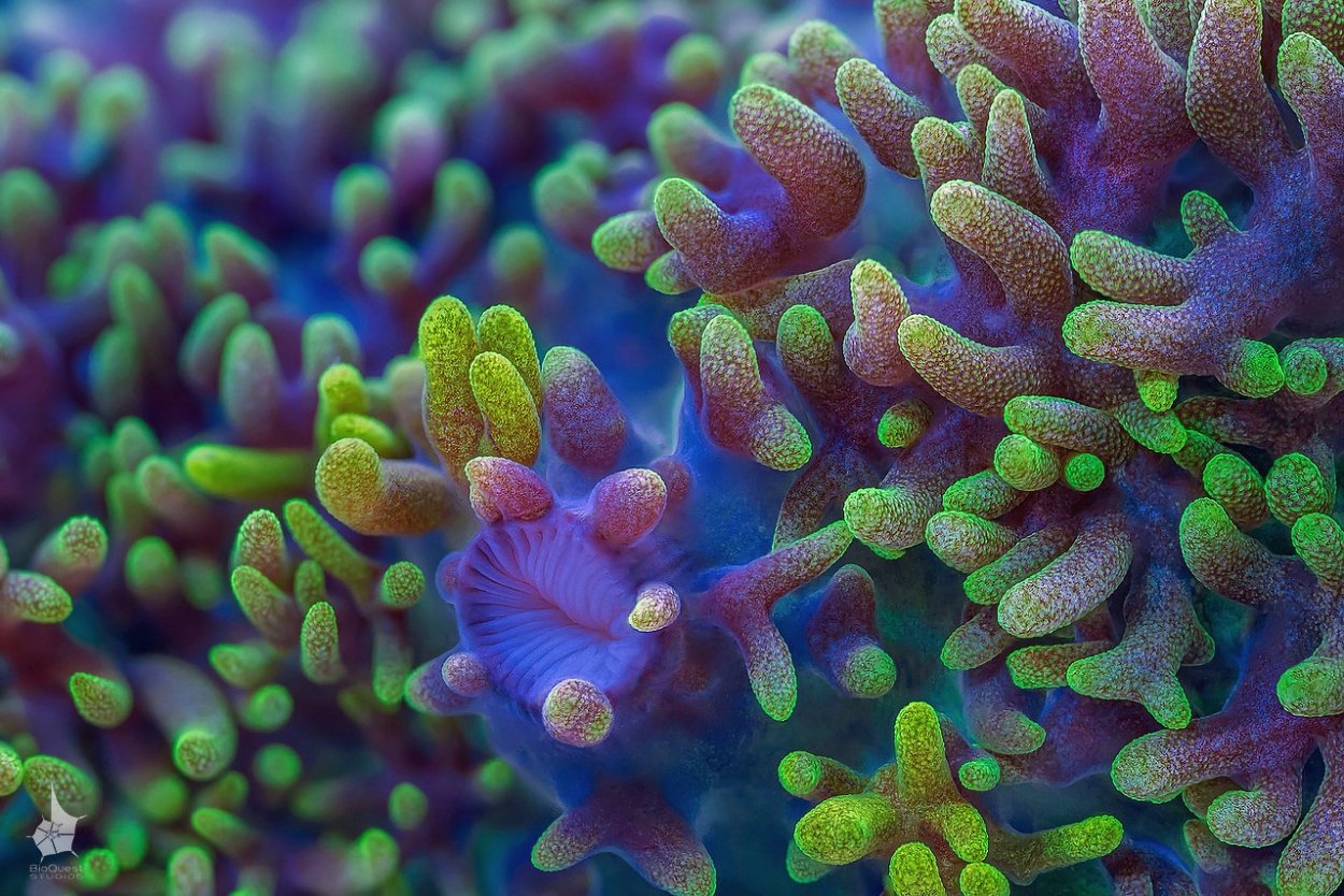 Пластинчатый коралл