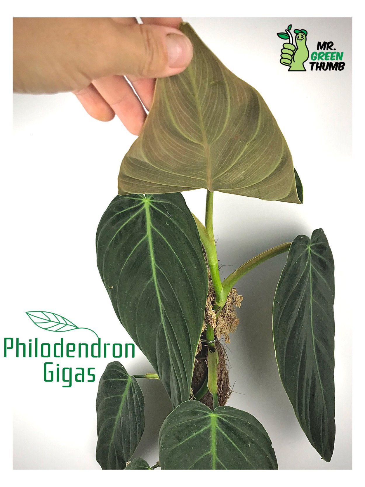 Филодендрон Wend Imbe