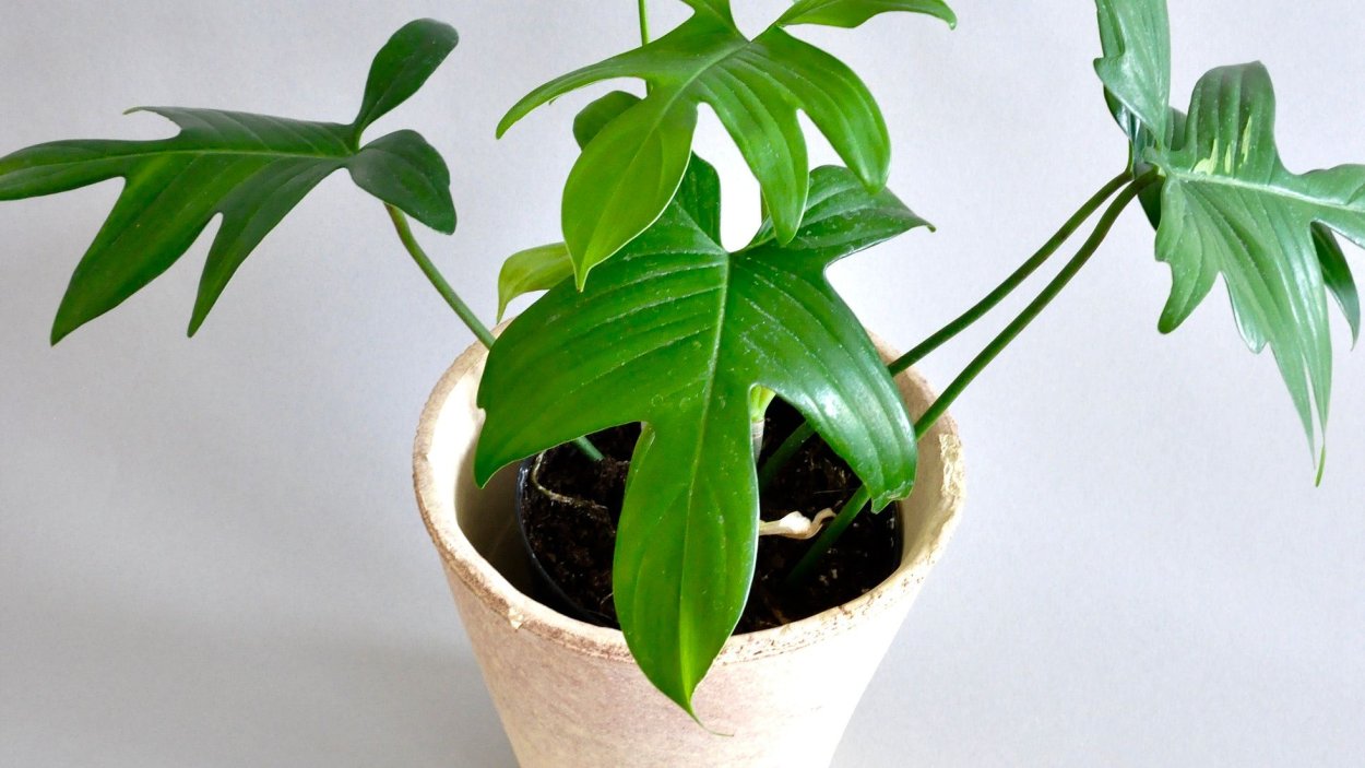 Филодендрон мондианум