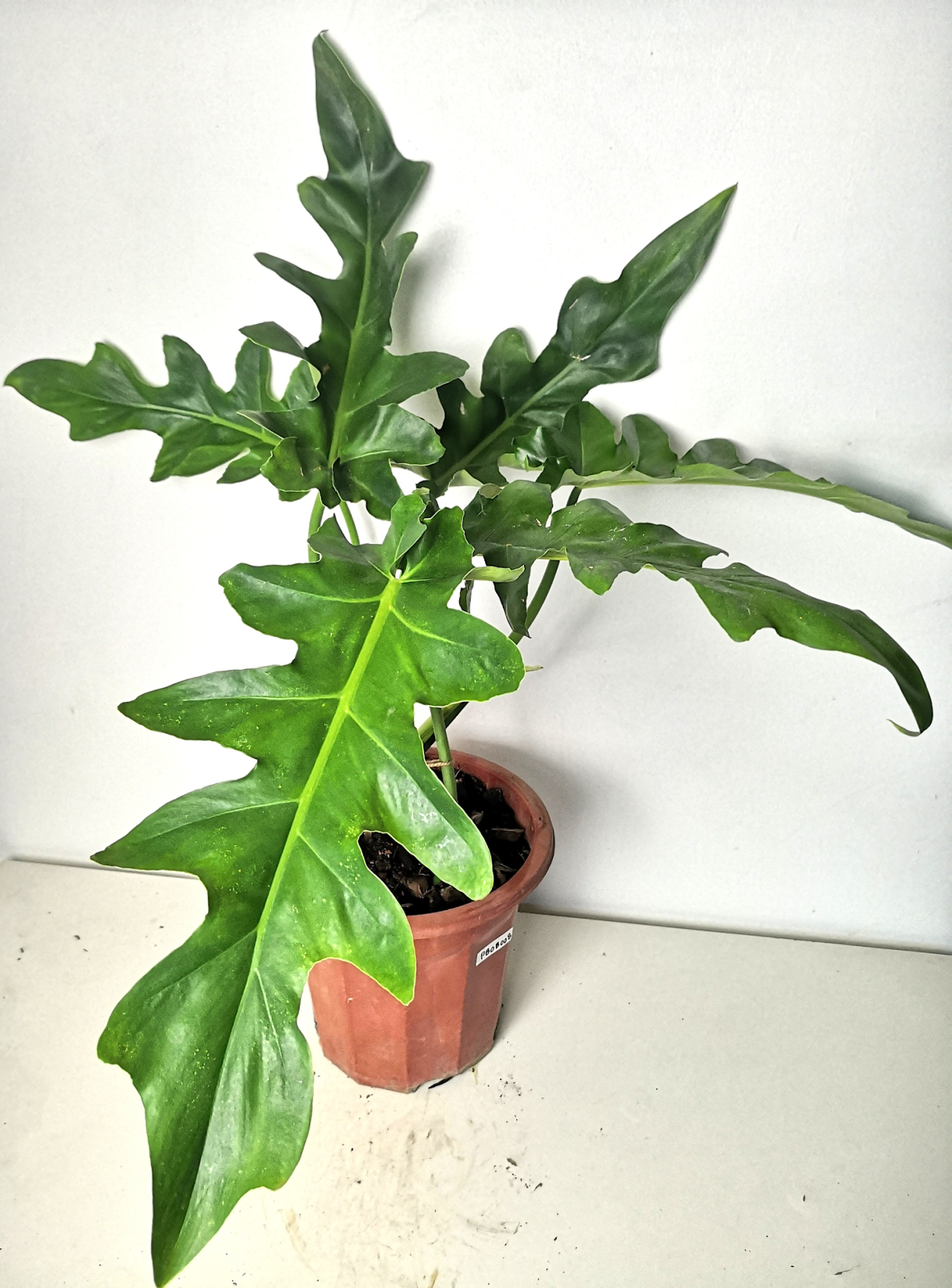 Монстера Минима Рафидофора