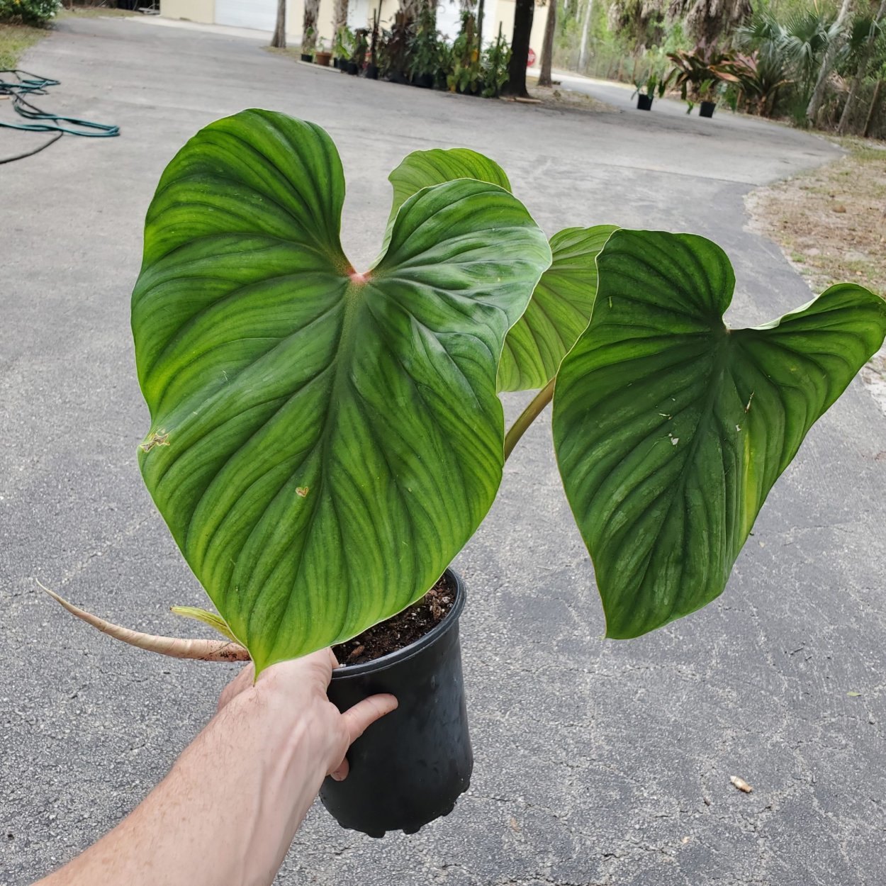 Филодендрон asperatum