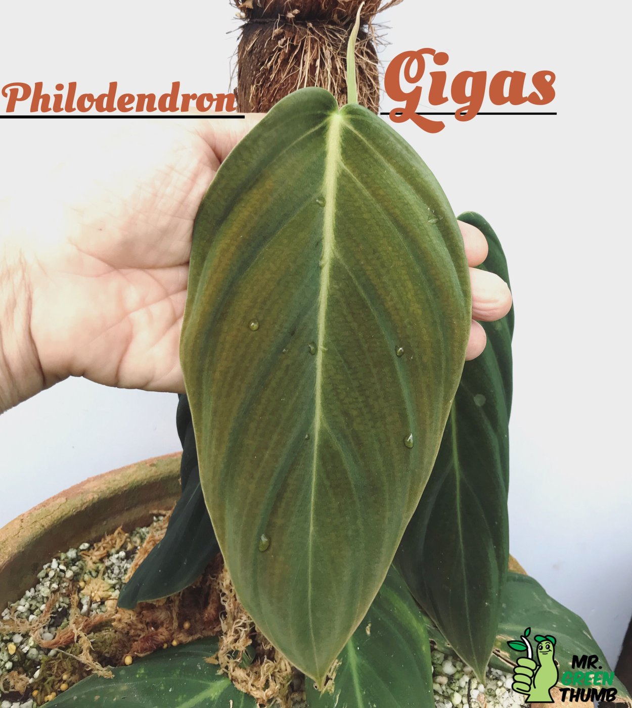 Филодендрон Гигас фото