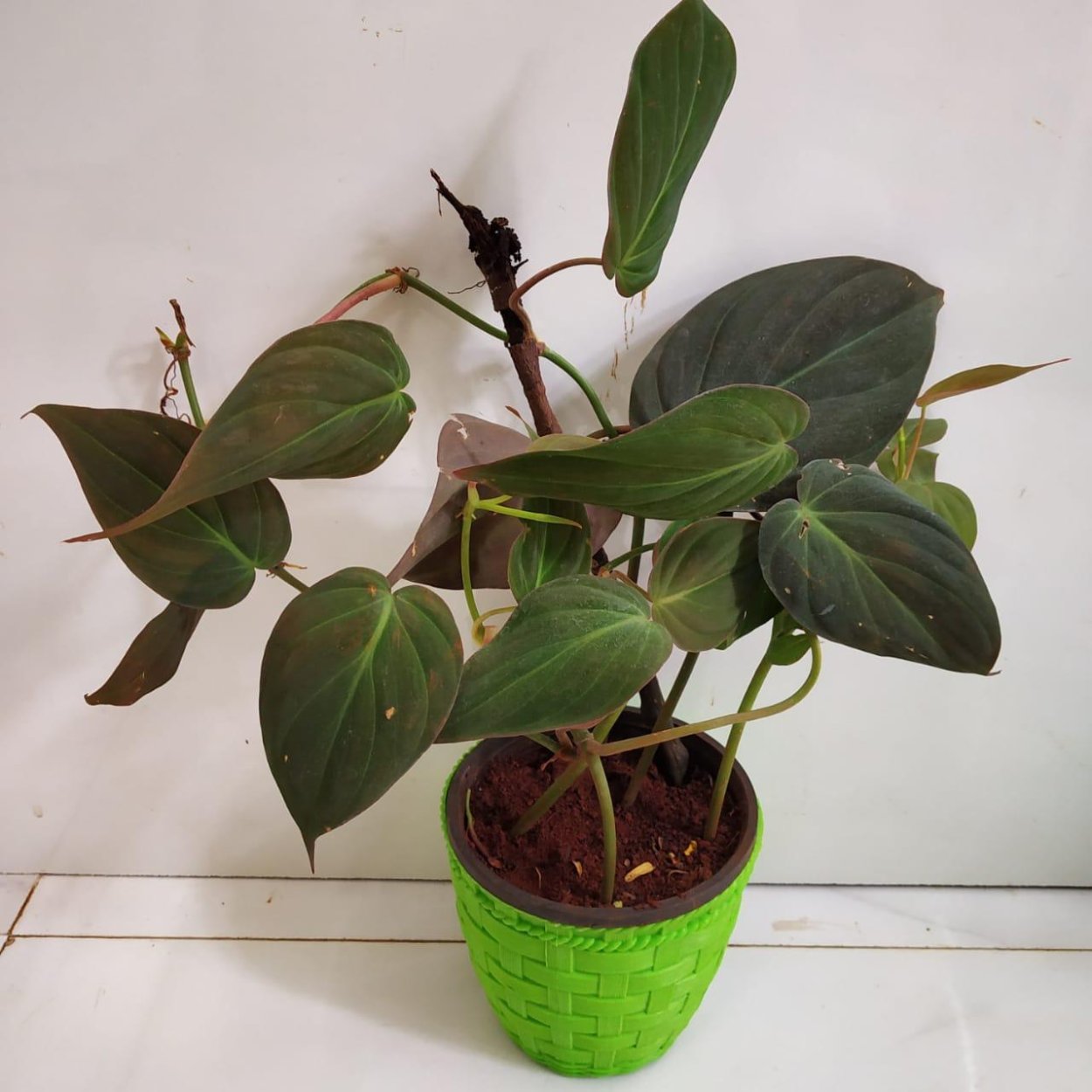 Филодендрон бархатный вельвет