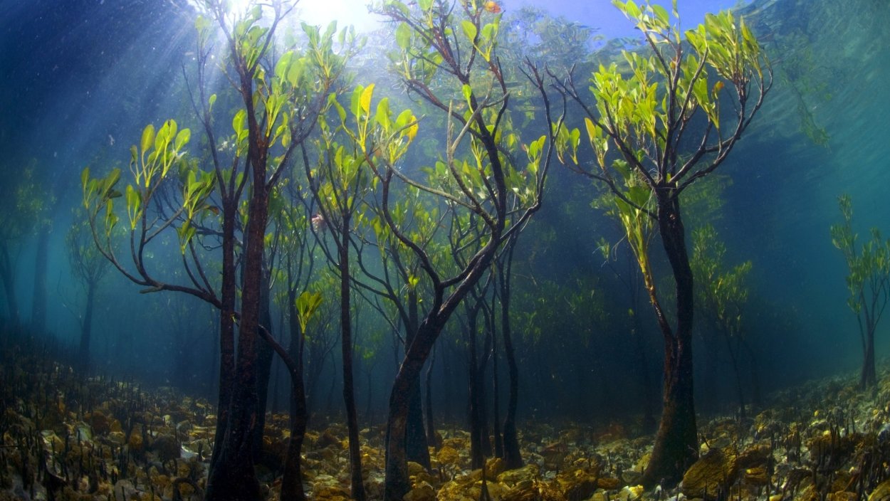 Кораллы для детей