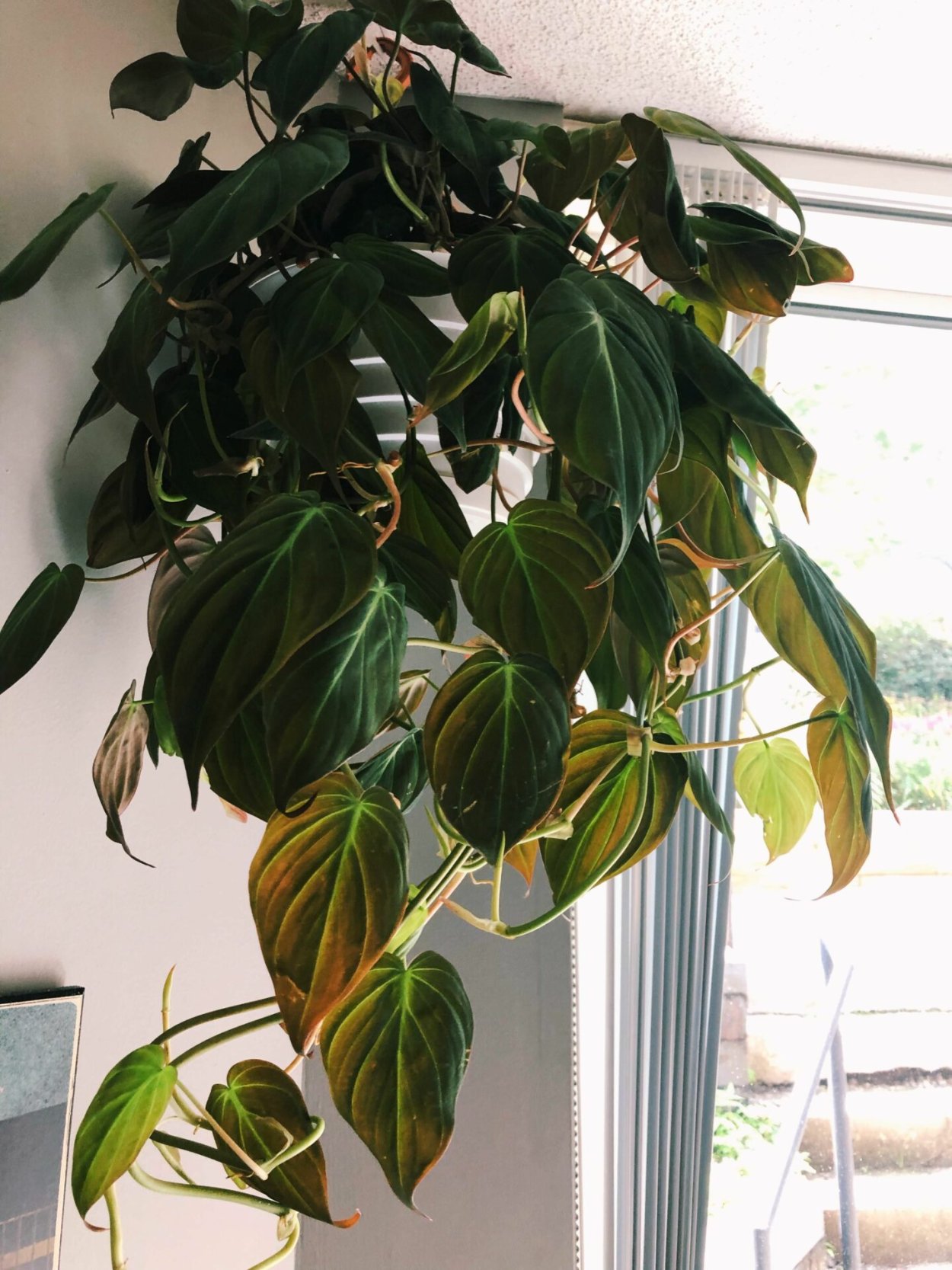 Филодендрон мандианум