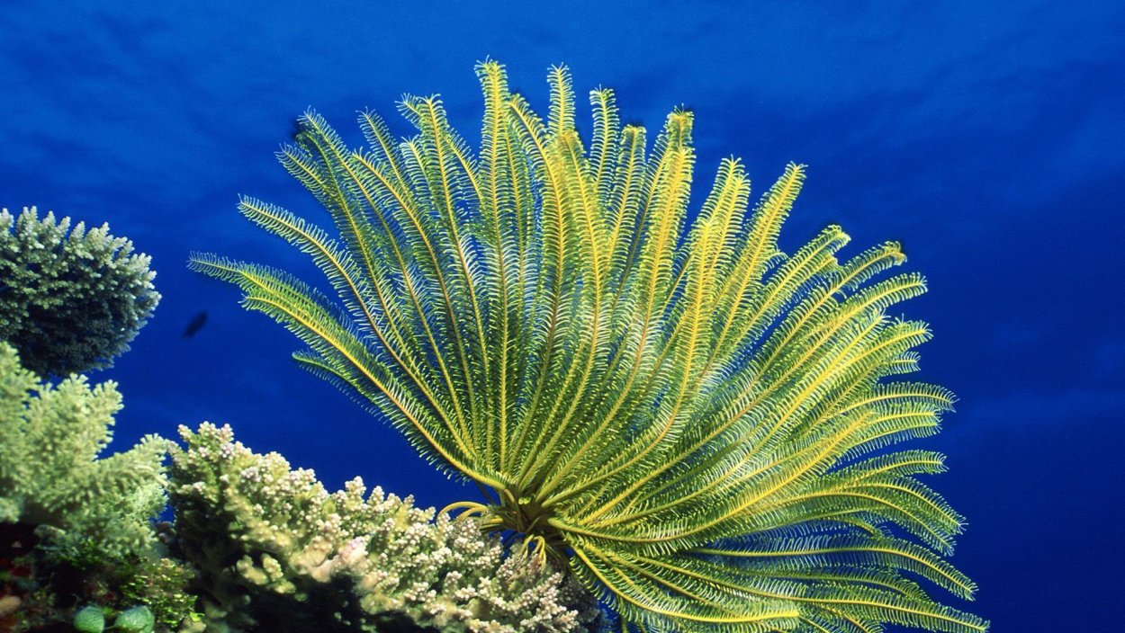 Цветок морской водоросли альгамарины