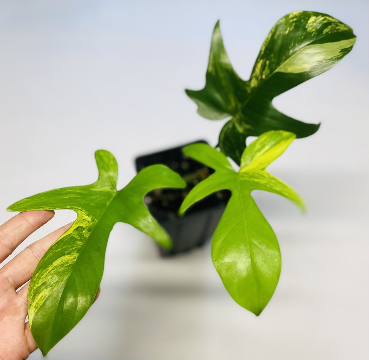 Филодендрон бипенифолиум