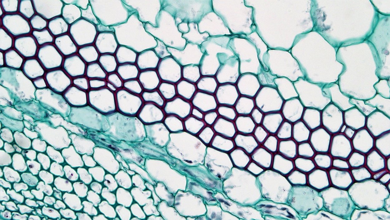 Parenchyma Tissue
