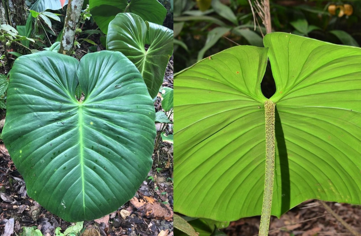 Филодендрон White Knight