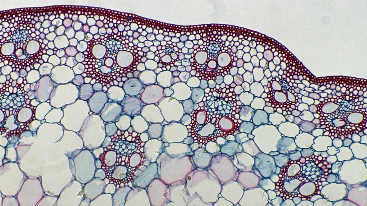 Рамановская микроскопия клетки