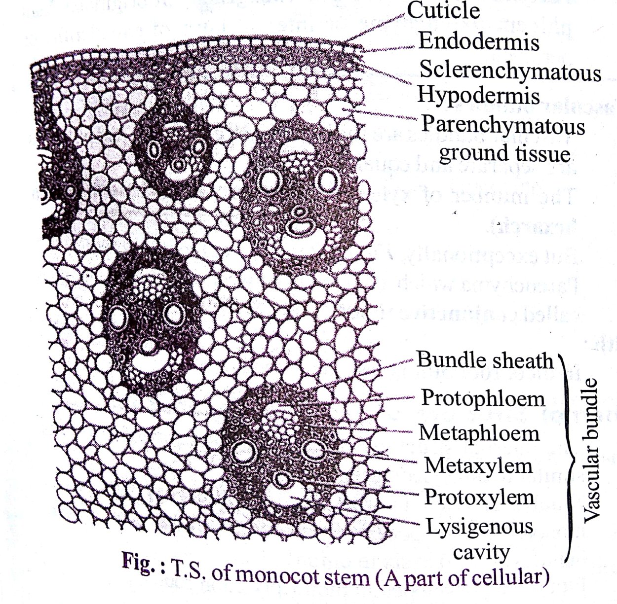 Поперечный срез стебля хлорофитума