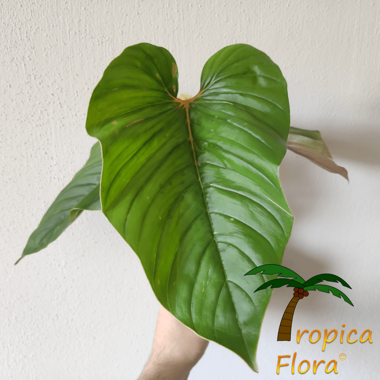 Филодендрон ред Андерсон