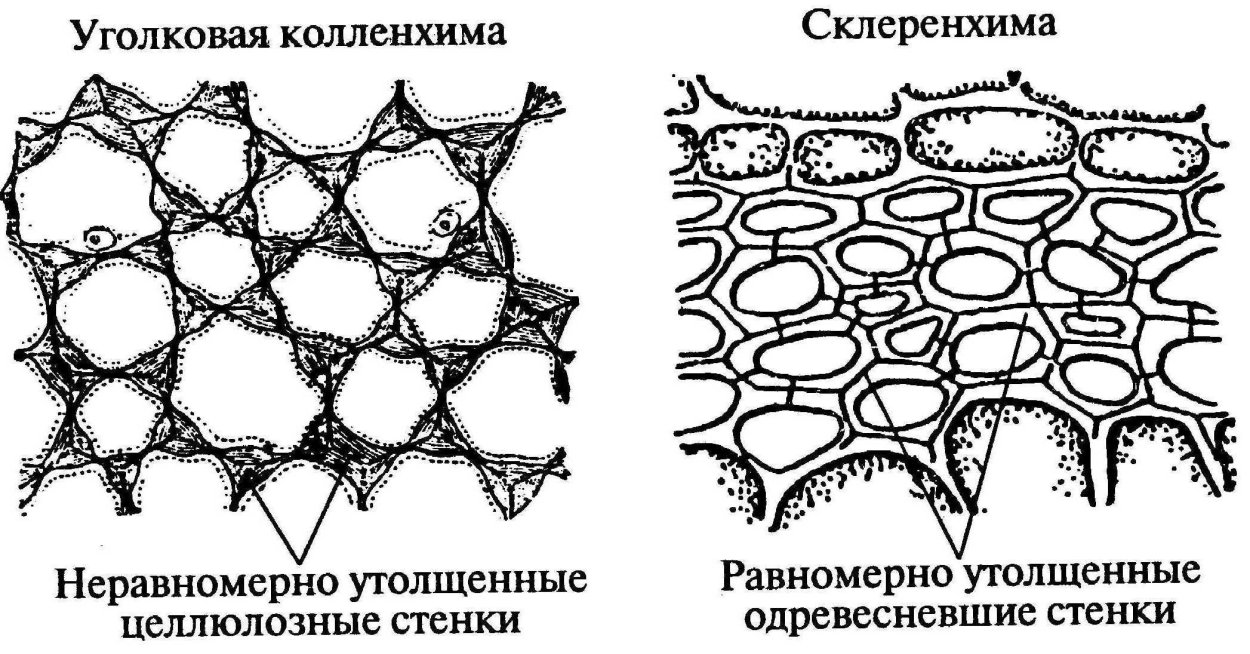 Склеренхима лубяные волокна