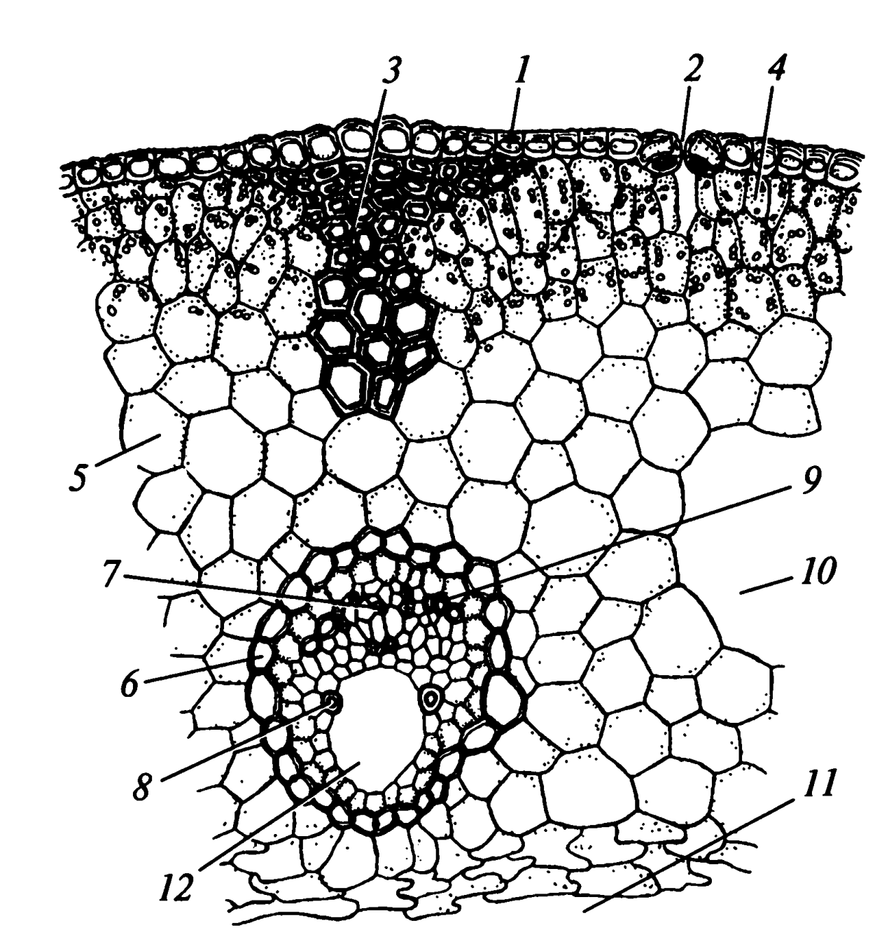 Механическая ткань растений склеренхима