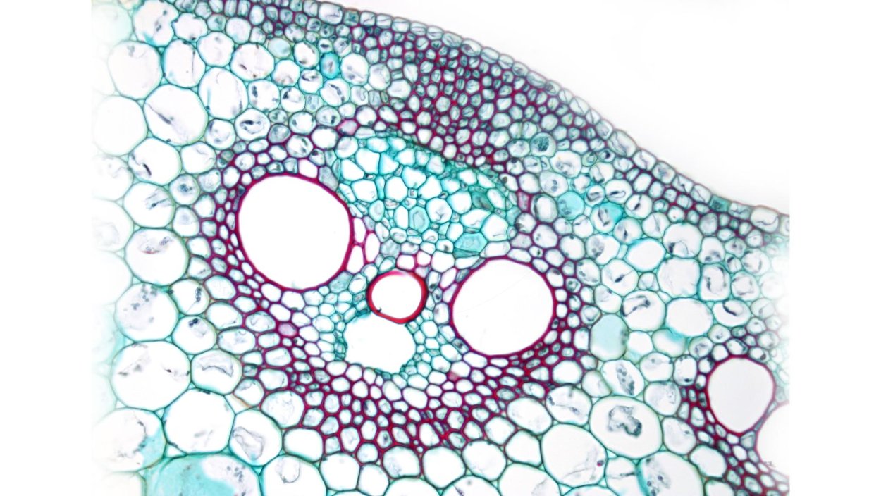 Колленхима склеренхима Ксилема флоэма