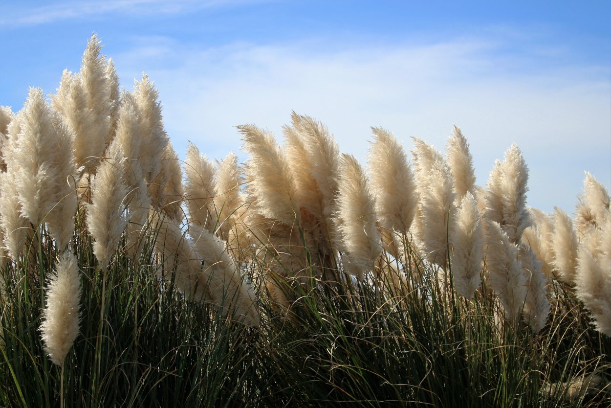 Кортадерия Cortaderia selloana pumila
