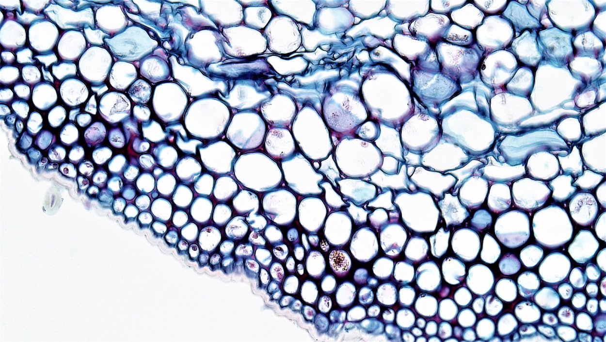 Колленхима растения микроскоп