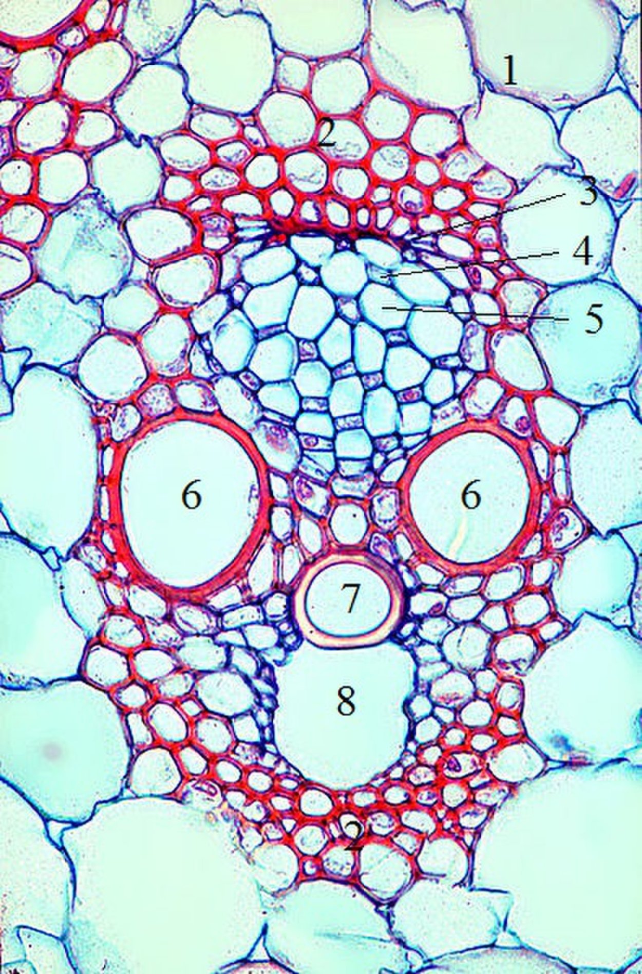Поперечный срез листа строение