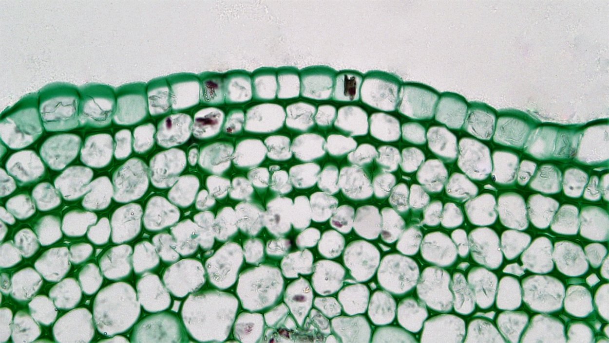 Механическая ткань растений склеренхима волокна