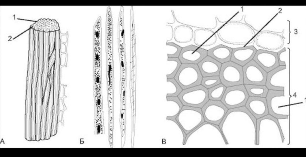 Микропрепарат эпидермис листа герани