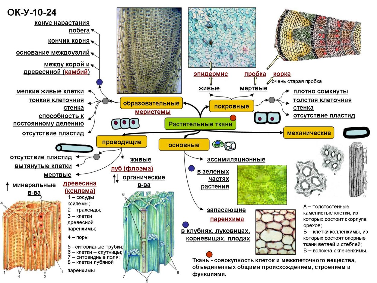 Клетки ксилемы и флоэмы